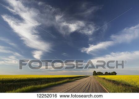 Gravel road separating flowering canola fields with dramatic clouds and blue sky, West of Airdrie; Alberta, Canada View Large Photo Image Stock Photograph - Gravel road separating flowering canola fields with dramatic clouds and blue sky, West of Airdrie; Alberta, Canada. Fotosearch
