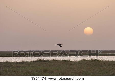 Picture - Gray Heron (Ardea cinerea) flies into the sunset on the Niger River between Lake Debo and Sebi, Mali. Fotosearch