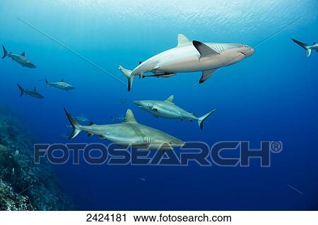 Stock Image - Gray reef sharks (Carcharhinus amblyrhynchos), fill the water column at a dive site named Vertigo, off the island of Yap; Yap, Micronesia. Fotosearch