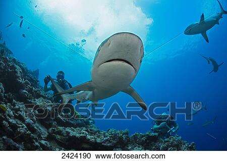 Stock Image - Gray reef sharks (Carcharhinus amblyrhynchos) and divers at a dive site named Vertigo, off the island of Yap; Yap, Micronesia. Fotosearch
