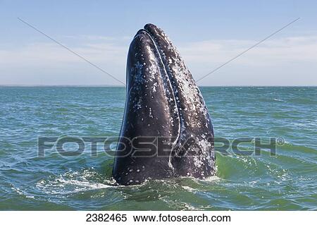 Stock Photography - Gray Whale (eschrichtius robustus) spyhopping off the baja peninsula in the pacific ocean; Mexico. Fotosearch