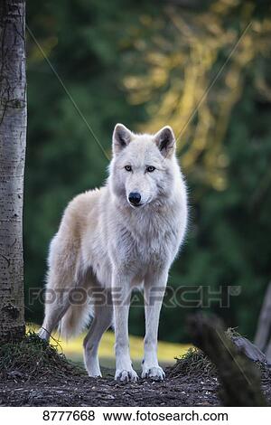 Stock Photo - Gray wolf (Canis lupus), white phase, Woodland Park Zoo; Washington, United States of America. Fotosearch