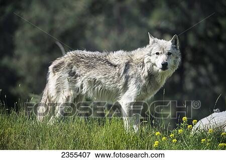 Gray Wolf In British Columbia Wildlife Park; Kamloops, British Columbia, Canada View Large Photo Image Stock Photo - Gray Wolf In British Columbia Wildlife Park; Kamloops, British Columbia, Canada. Fotosearch