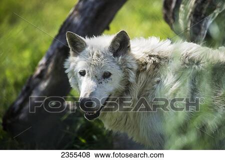 Stock Photo - Gray Wolf In British Columbia Wildlife Park; Kamloops, British Columbia, Canada. Fotosearch