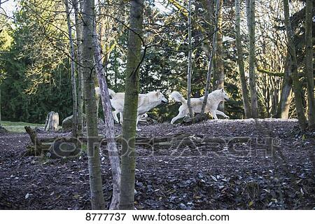 Gray wolves (canis lupus), white phase, Woodland Park Zoo; Washington, United States of America View Large Photo Image Stock Photo - Gray wolves (canis lupus), white phase, Woodland Park Zoo; Washington, United States of America. Fotosearch