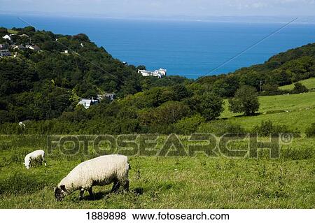 Grazing Sheep On Coastal Field View Large Photo Image Stock Photo - Grazing Sheep On Coastal Field. Fotosearch