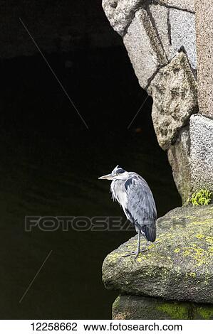 Stock Image - Great blue heron (Ardea herodias) standing on stone with stone arch behind; Dublin, County Dublin, Ireland. Fotosearch