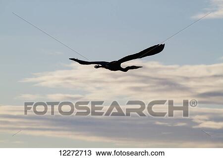 Stock Image - Great blue heron (Ardea herodias) flying over Burrard Inlet, North Vancouver, British Columbia, Canada. Fotosearch