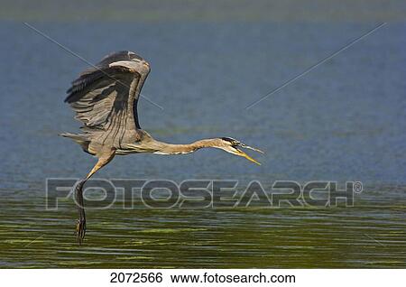 Great Blue Heron In Flight, Mid-September, Near Point Pelee National Park, Southwestern Ontario View Large Photo Image Stock Photograph - Great Blue Heron In Flight, Mid-September, Near Point Pelee National Park, Southwestern Ontario. Fotosearch