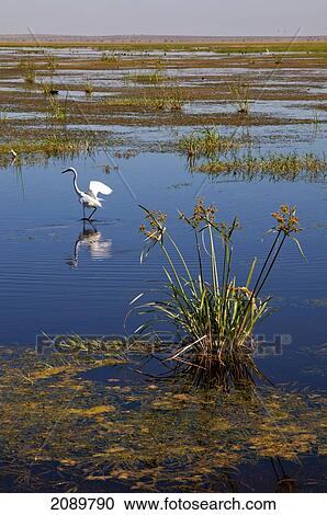 Stock Image - Great Egret Birds In Lake At Amboseli, Kenya. Fotosearch