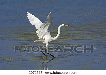 Stock Photo - Great Egret In Flight, Mid-September, Point Pelee National Park, Ontario. Fotosearch