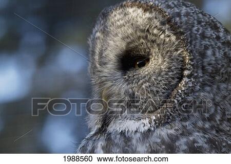 Stock Image - Great Grey Owl Or Lapland Owl (Strix Nebulosa) At The Calgary Zoo, Calgary, Alberta, Canada. Fotosearch