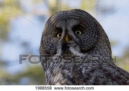 Stock Photo - Great Grey Owl Or Lapland Owl (Strix Nebulosa) At The Calgary Zoo, Calgary, Alberta, Canada. Fotosearch