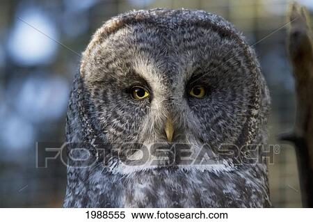 Great Grey Owl Or Lapland Owl (Strix Nebulosa) At The Calgary Zoo, Calgary, Alberta, Canada View Large Photo Image Stock Photography - Great Grey Owl Or Lapland Owl (Strix Nebulosa) At The Calgary Zoo, Calgary, Alberta, Canada. Fotosearch