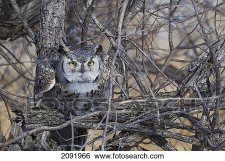 Stock Photograph - Great Horned Owl About To Fly From A Tree; Saskatchewan Canada. Fotosearch