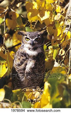 Picture - Great Horned Owl (Bubo Virginianus) In Cottonwood Tree.. Fotosearch