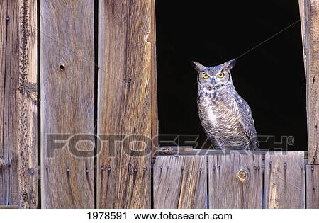Great Horned Owl (Bubo Virginianus) in barn window View Large Photo Image Stock Image - Great Horned Owl (Bubo Virginianus) in barn window. Fotosearch