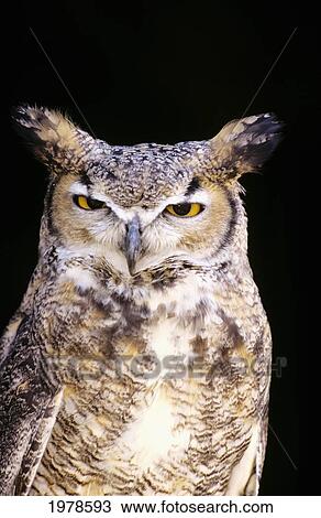 Stock Image - Great Horned Owl (Bubo Virginianus) Portrait.. Fotosearch