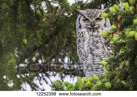 Great Horned Owl (Bubo virginianus) sitting in a tree; Saskatchewan, Canada View Large Photo Image Stock Photo - Great Horned Owl (Bubo virginianus) sitting in a tree; Saskatchewan, Canada. Fotosearch