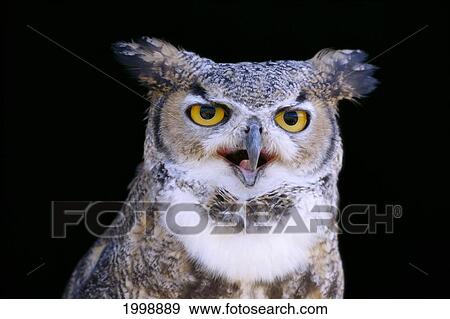 Great Horned Owl (Bubo Virginianus) Portrait B1660 View Large Photo Image Stock Photo - Great Horned Owl (Bubo Virginianus) Portrait B1660. Fotosearch