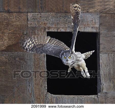 Stock Photo - Great Horned Owl Flying Out Of An Old Barn Window; Saskatchewan Canada. Fotosearch