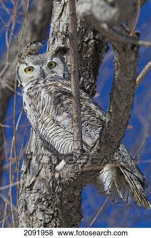Great Horned Owl In A Tree; Saskatchewan Canada View Large Photo Image Stock Photo - Great Horned Owl In A Tree; Saskatchewan Canada. Fotosearch