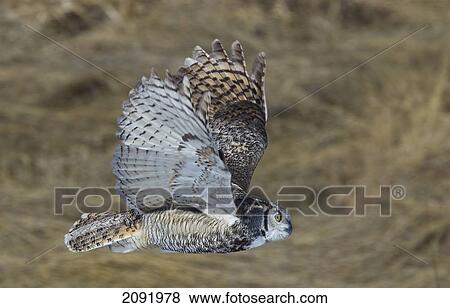 Great Horned Owl In Flight Over Field; Saskatchewan Canada View Large Photo Image Stock Photo - Great Horned Owl In Flight Over Field; Saskatchewan Canada. Fotosearch