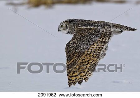Stock Image - Great Horned Owl In Flight; Saskatchewan Canada. Fotosearch