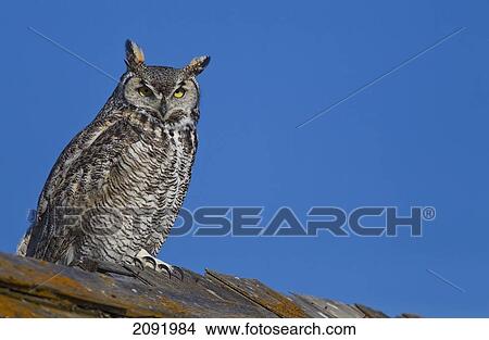 Picture - Great Horned Owl Sitting On Top Of A Barn; Saskatchewan Canada. Fotosearch