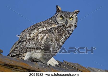Stock Image - Great Horned Owl Sitting On Top Of A Barn; Saskatchewan Canada. Fotosearch
