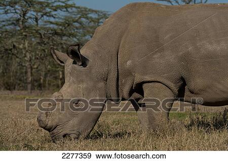 Stock Photo - Great Northen White Rhino in special enclosure, Ol Pejeta Conservancy; Kenya. Fotosearch