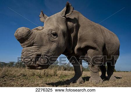 Stock Photography - Great Northen White Rhino in special enclosure, Ol Pejeta Conservancy; Kenya. Fotosearch
