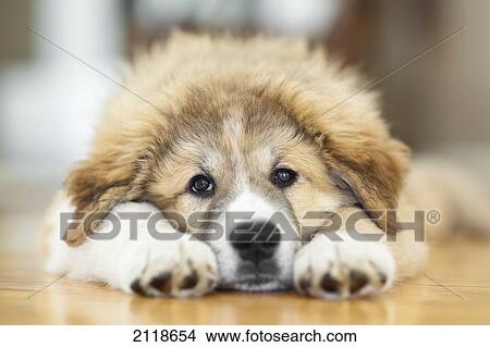 Picture - Great Pyrenees Puppy Lying Down; Winnipeg Manitoba Canada. Fotosearch