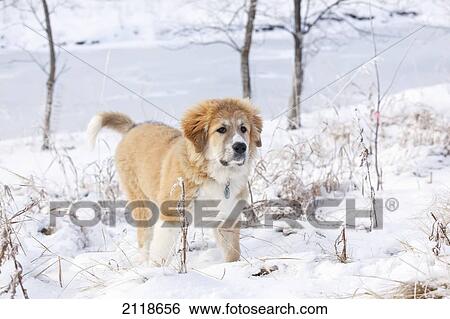 Great Pyrenees Puppy Standing In The Snow; Winnipeg Manitoba Canada View Large Photo Image Stock Photograph - Great Pyrenees Puppy Standing In The Snow; Winnipeg Manitoba Canada. Fotosearch