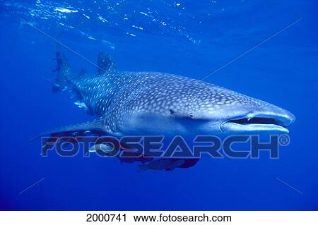 Great White Shark And Camera Man In Cage, Close-Up C2059 View Large Photo Image Stock Image - Great White Shark And Camera Man In Cage, Close-Up C2059. Fotosearch