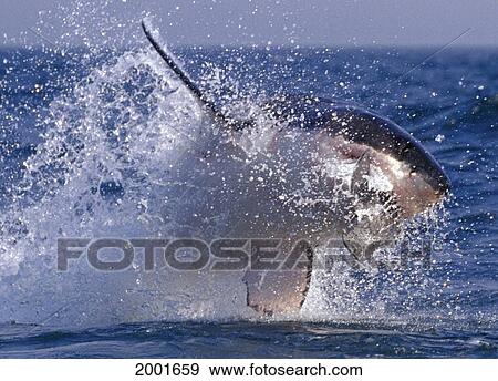 Stock Photo - Great White Shark Breaching Out Of Water, Seal Decoy Splashing Carcharodon Carcharias. Fotosearch