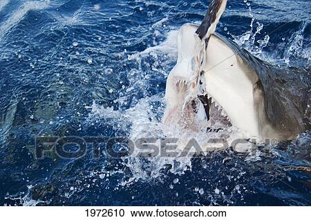 Great White Shark (Carcharodon Carcharias) Biting Down On Bait Above Ocean Surface. View Large Photo Image Stock Image - Great White Shark (Carcharodon Carcharias) Biting Down On Bait Above Ocean Surface.. Fotosearch