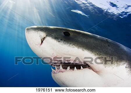 Great White Shark (Carcharodon Carcharias); Mexico View Large Photo Image Stock Image - Great White Shark (Carcharodon Carcharias); Mexico. Fotosearch
