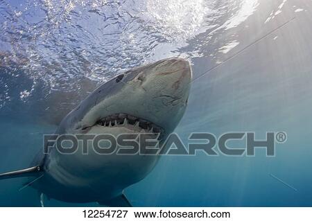 Great white shark (Carcharodon carcharias); Guadalupe Island, Mexico View Large Photo Image Stock Photo - Great white shark (Carcharodon carcharias); Guadalupe Island, Mexico. Fotosearch