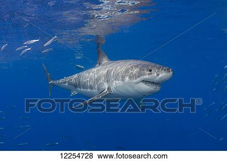 Stock Photo - Great white shark (Carcharodon carcharias); Guadalupe Island, Mexico. Fotosearch