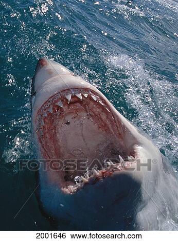 Great White Shark Extreme Close-Up Mouth Wide Open, Out Of Ocean Jawing Carcharodon Carcharias View Large Photo Image Stock Photograph - Great White Shark Extreme Close-Up Mouth Wide Open, Out Of Ocean Jawing Carcharodon Carcharias. Fotosearch