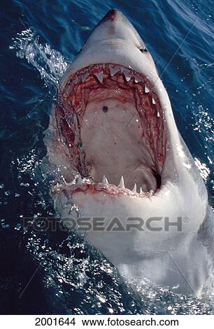 Picture - Great White Shark Extreme Close-Up View From Above With Mouth Wide Open At Surface Carcharodon Carcharias. Fotosearch