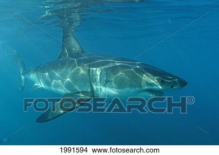 Picture - Great White Shark Underwater Near Surface In South Africa [For Use Up To 13X20 Only]. Fotosearch