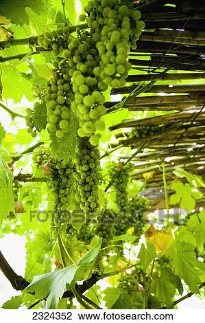 Greece, Halkidiki, Bunches of green grapes on vines; Sithonia View Large Photo Image Stock Image - Greece, Halkidiki, Bunches of green grapes on vines; Sithonia. Fotosearch