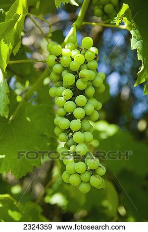 Greece, Halkidiki, Bunches of green grapes on vines; Sithonia View Large Photo Image Stock Photo - Greece, Halkidiki, Bunches of green grapes on vines; Sithonia. Fotosearch