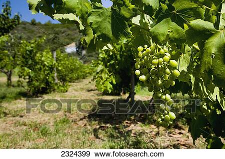 Greece, Halkidiki, Bunches of green grapes on vines in vineyard; Sithonia View Large Photo Image Stock Photo - Greece, Halkidiki, Bunches of green grapes on vines in vineyard; Sithonia. Fotosearch