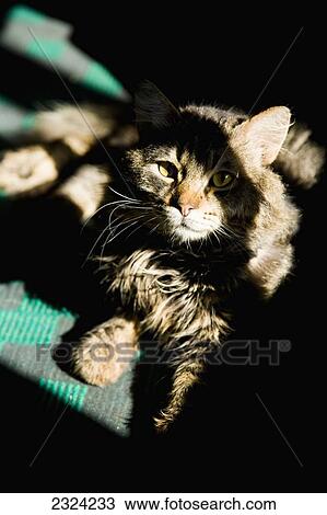Stock Image - Greece, Halkidiki, Cat warming up in patch of sunlight; Ierissos. Fotosearch