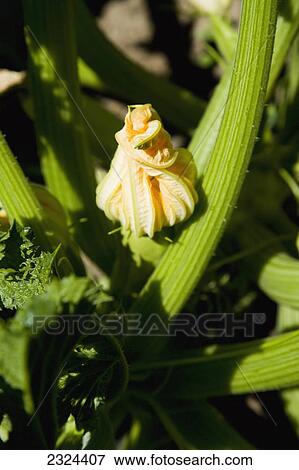 Stock Photo - Greece, Halkidiki, Courgette flower; Sithonia. Fotosearch