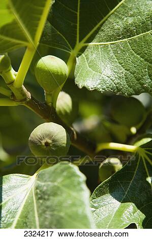 Greece, Halkidiki, Fig fruit tree detail; Ierissos View Large Photo Image Stock Photo - Greece, Halkidiki, Fig fruit tree detail; Ierissos. Fotosearch