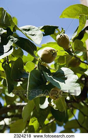 Greece, Halkidiki, Fig fruit tree detail; Ierissos View Large Photo Image Stock Photo - Greece, Halkidiki, Fig fruit tree detail; Ierissos. Fotosearch